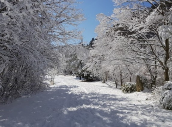 월정사 전나무 숲길 겨울