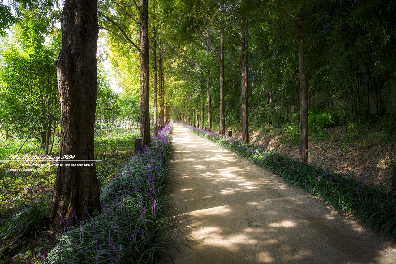 영천 우로지 맥문동