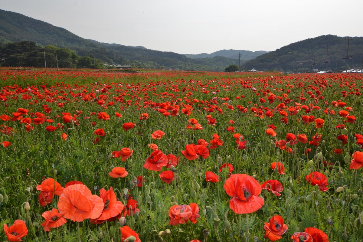 하동 북천 꽃양귀비 축제