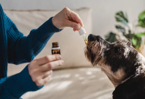 물마시는 강아지/출처:어도비스톡