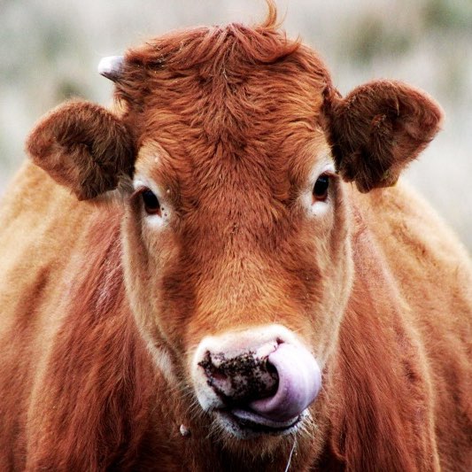 우루과이목초육