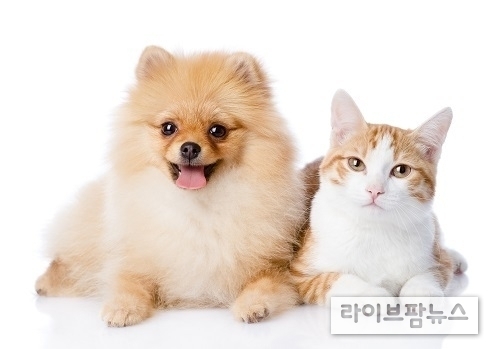 반려동물 행동지도사