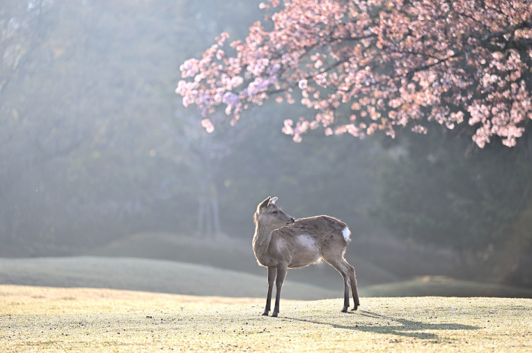 한국의 꽃 축제 여행: 진해 벚꽃, 태안 튤립 축제