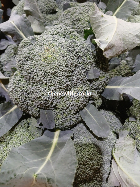 브로콜리 효능 설명을 돕기 위한 잎사귀가 붙은 신선한 브로콜리 실물 사진