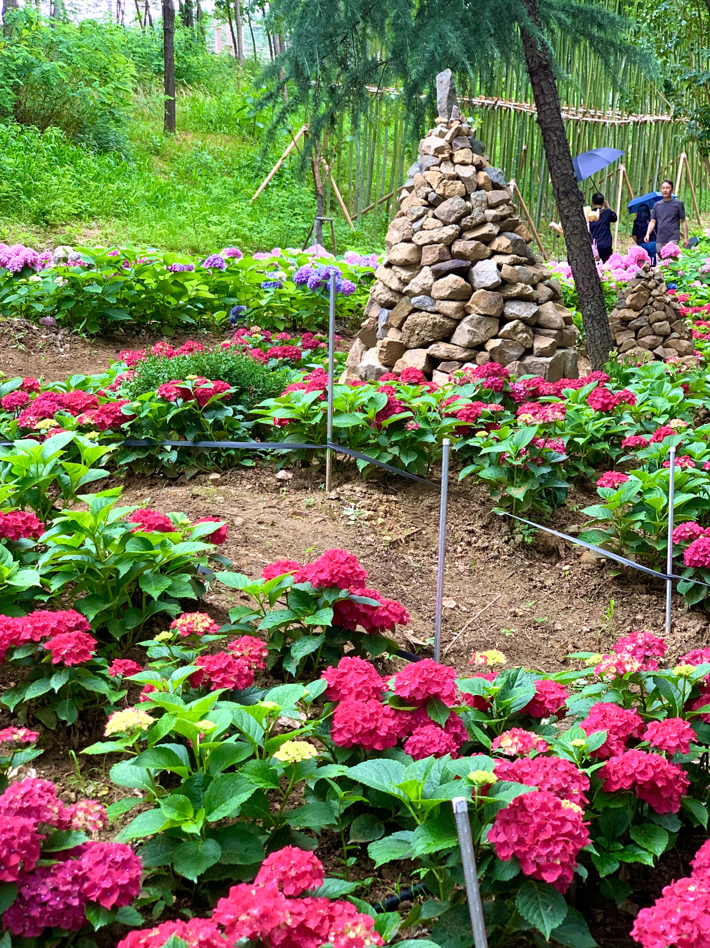 구미다온숲 수국핀 모습입니다.