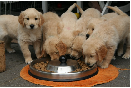 강아지 알레르기 증상과 식이 조절법 - 피부, 소화, 행동으로 알아보는 알레르기 반응