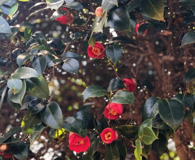 힐링동백숲길_동백꽃들