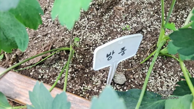방풍나물 재배 모종 심기 바람막이 설치 생육 관리_5
