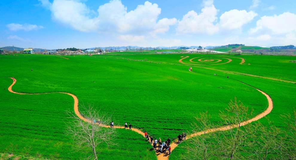 고창청보리밭축제