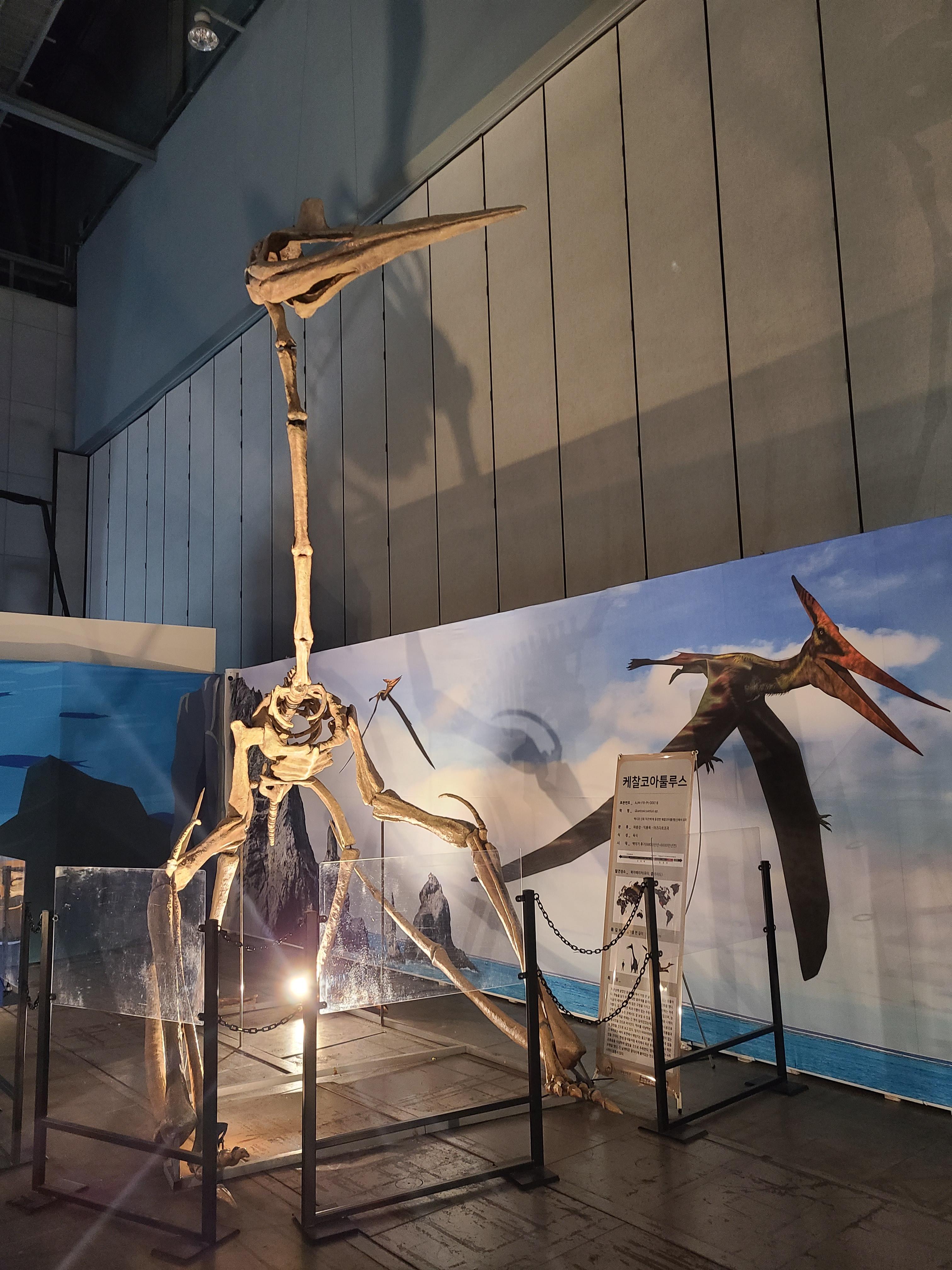 2023 찾아가는 공룡엑스포 in 일산 케찰코 화석