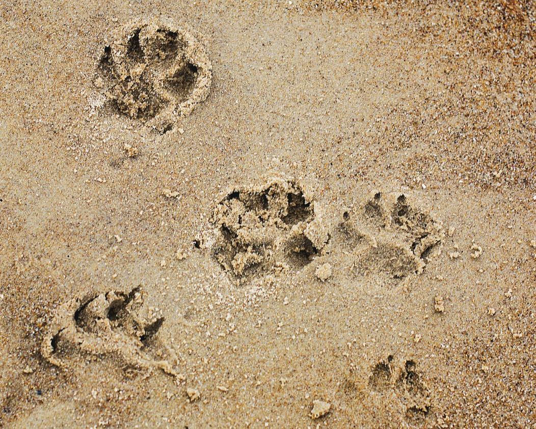 강아지 아스팔트