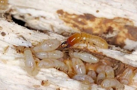 흰개미 퇴치제 사용