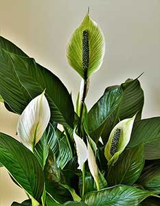 실내에서-키우기-쉬운-관엽-식물-스파티필름