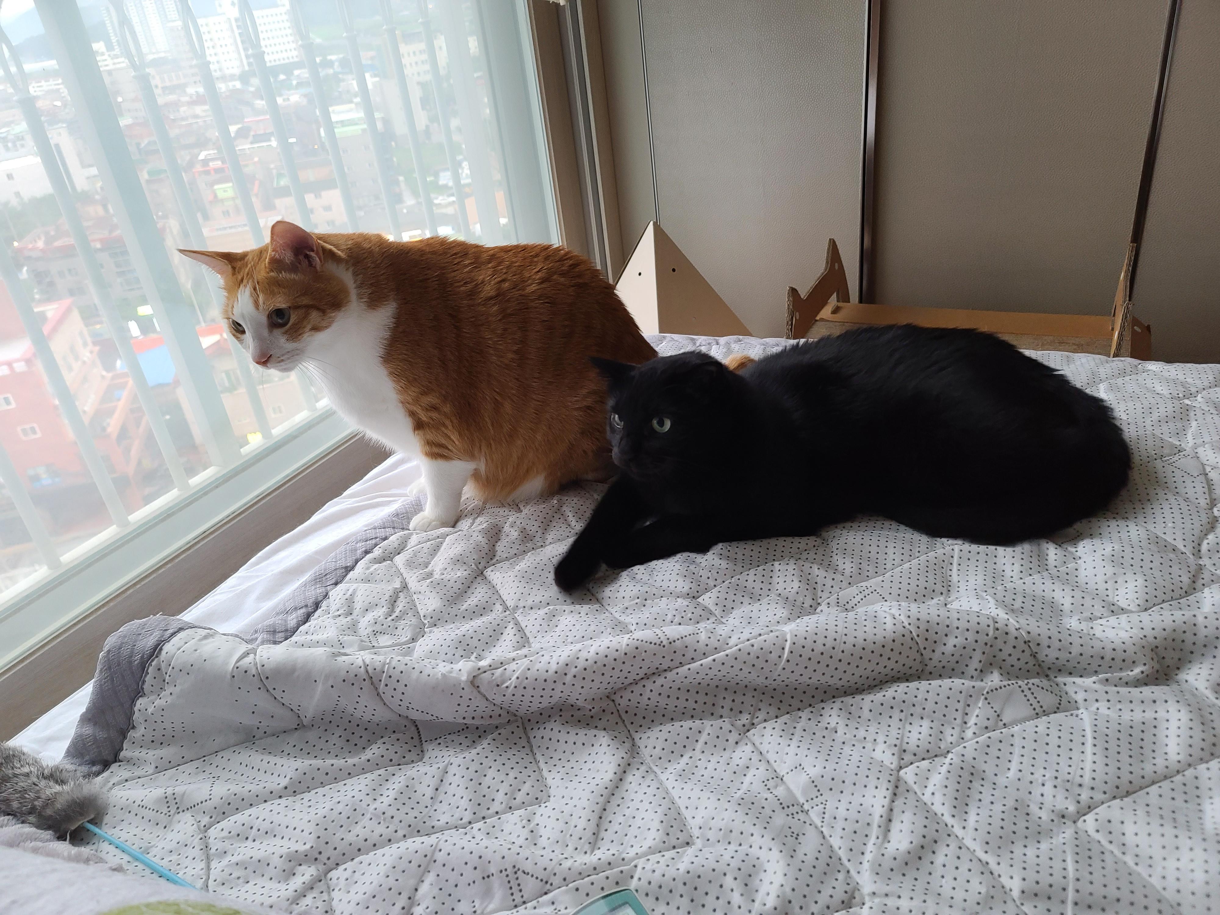 장난치는 동생 고양이와 그루밍 해주는 형아 고양이. 사이좋은 고양이들.