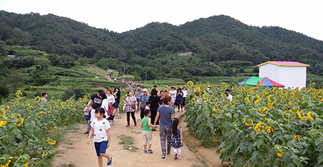 강주해바라기축제