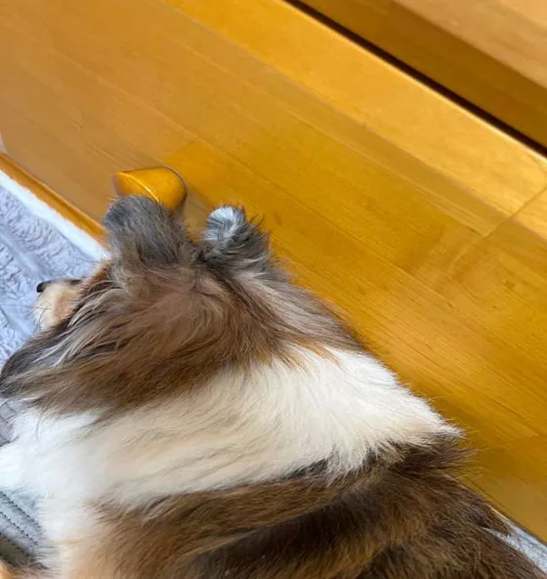 퍼스동물병원
