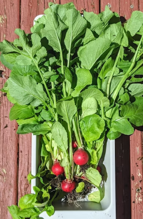 천연 여성 보약 쑥: 혈액 순환 돕는 쑥차 끓이는 법 &amp; 체질별 부작용 가이드