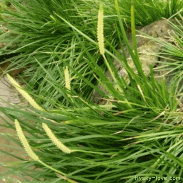 뇌 질환에 효과적인 석창포