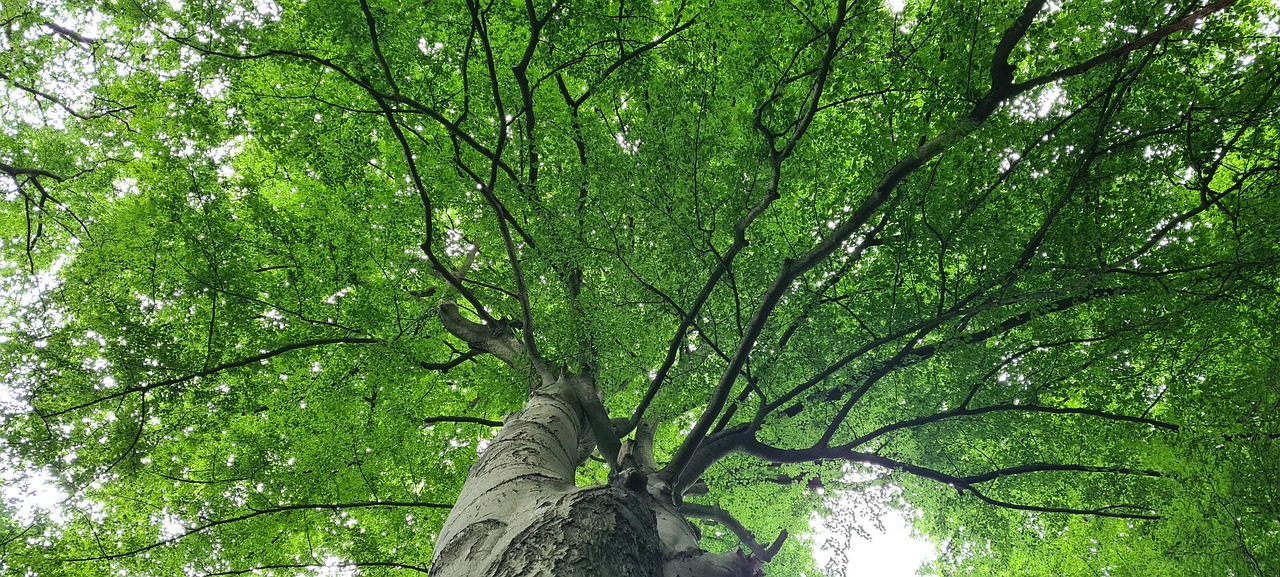 탄소중립 관련 사진