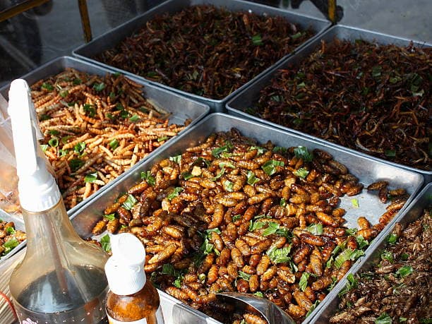 곤충 섭취와 지구력 향상의 상관관계