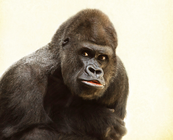 위협과 허세 싸우지 않고 이기는 심리전