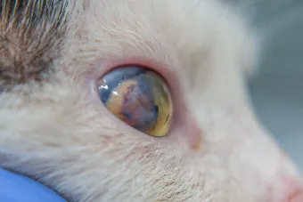 고양이 주요 눈 질환 7가지 증상 원인 치료법_25