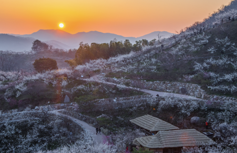 광양 매화축제