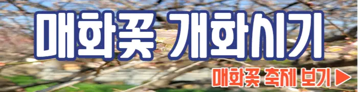 매화 개화시기 광양 매화축제