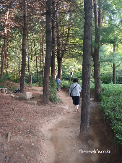 서울 어린이대공원의 소나무 숲길을 따라 맨발로 걷는 사람들, 서울맨발 걷기 좋은곳