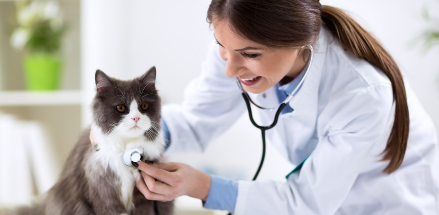 느긋하게 쉬는 고양이 이미지.