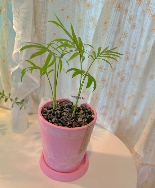 테이블야자