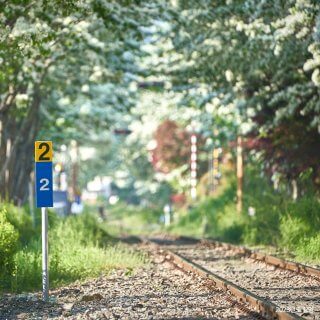 전주 이팝나무 철길만 맛집 주차 일정 개방기간 야간 만개