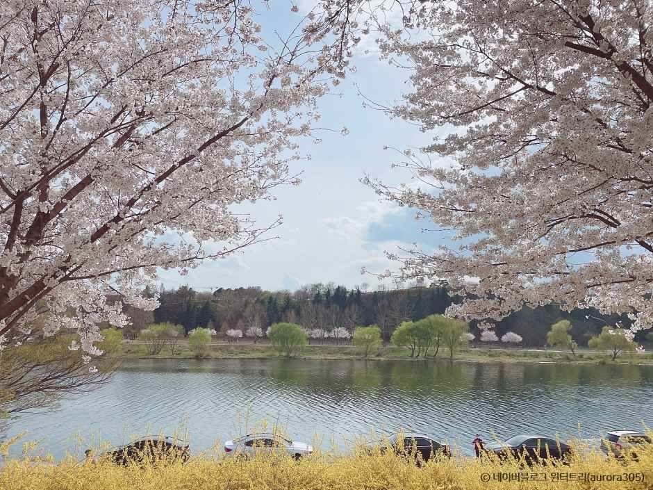 동촌유원지 벚꽃