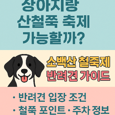 해운대 모래축제, 강아지랑 가도 될까? 펫 동반 가능 구역부터 주차장까지 완벽 분석!