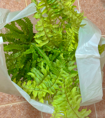 더피고사리 번식