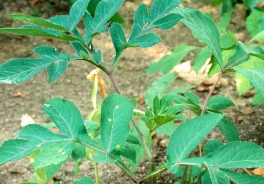 당귀 효능과 부작용: 여성 건강을 위한 자연의 선물