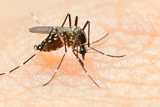 말라리아 모기