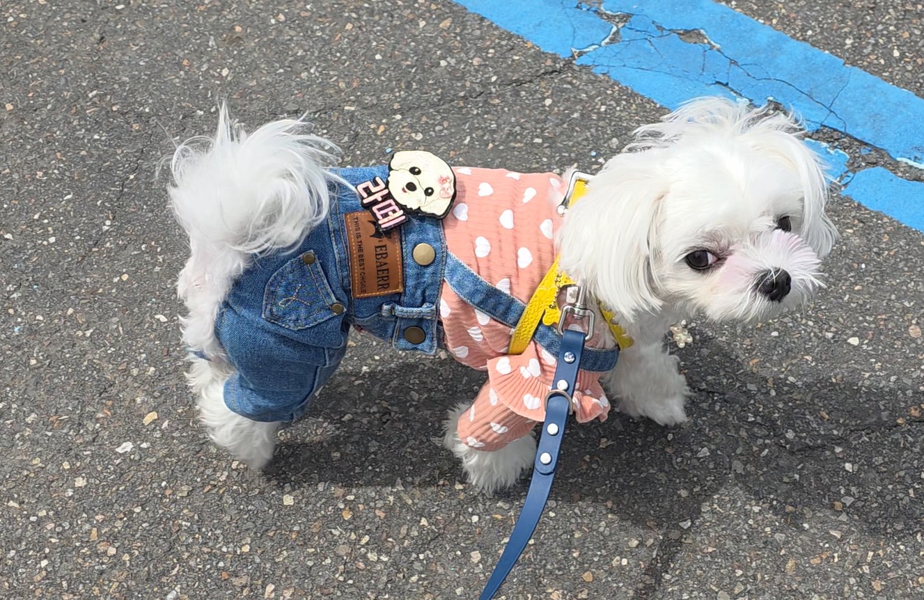 다이소 방문 후 주변 산책중