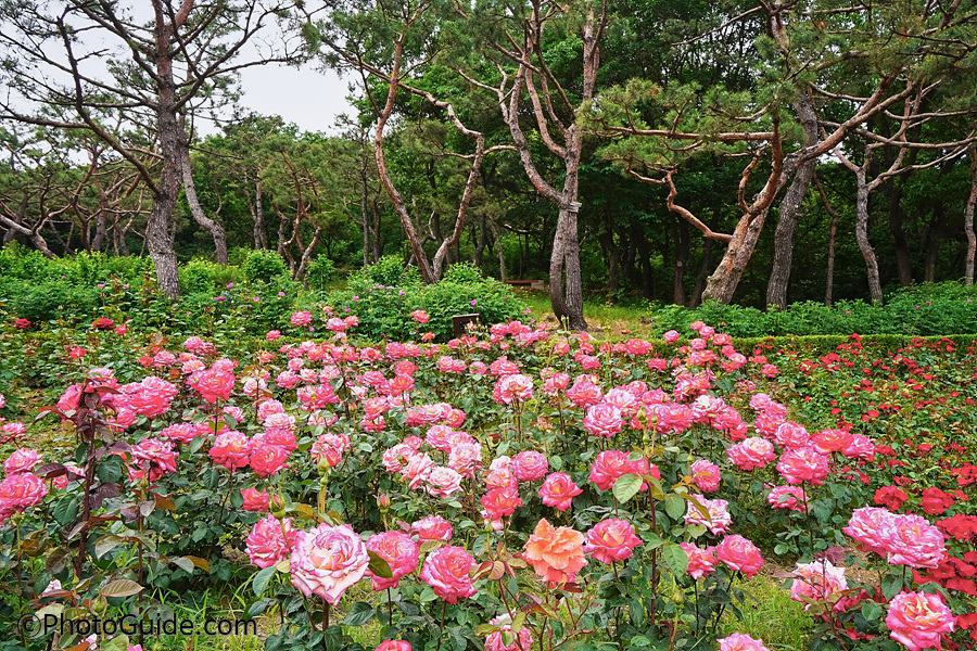 계양산장미원