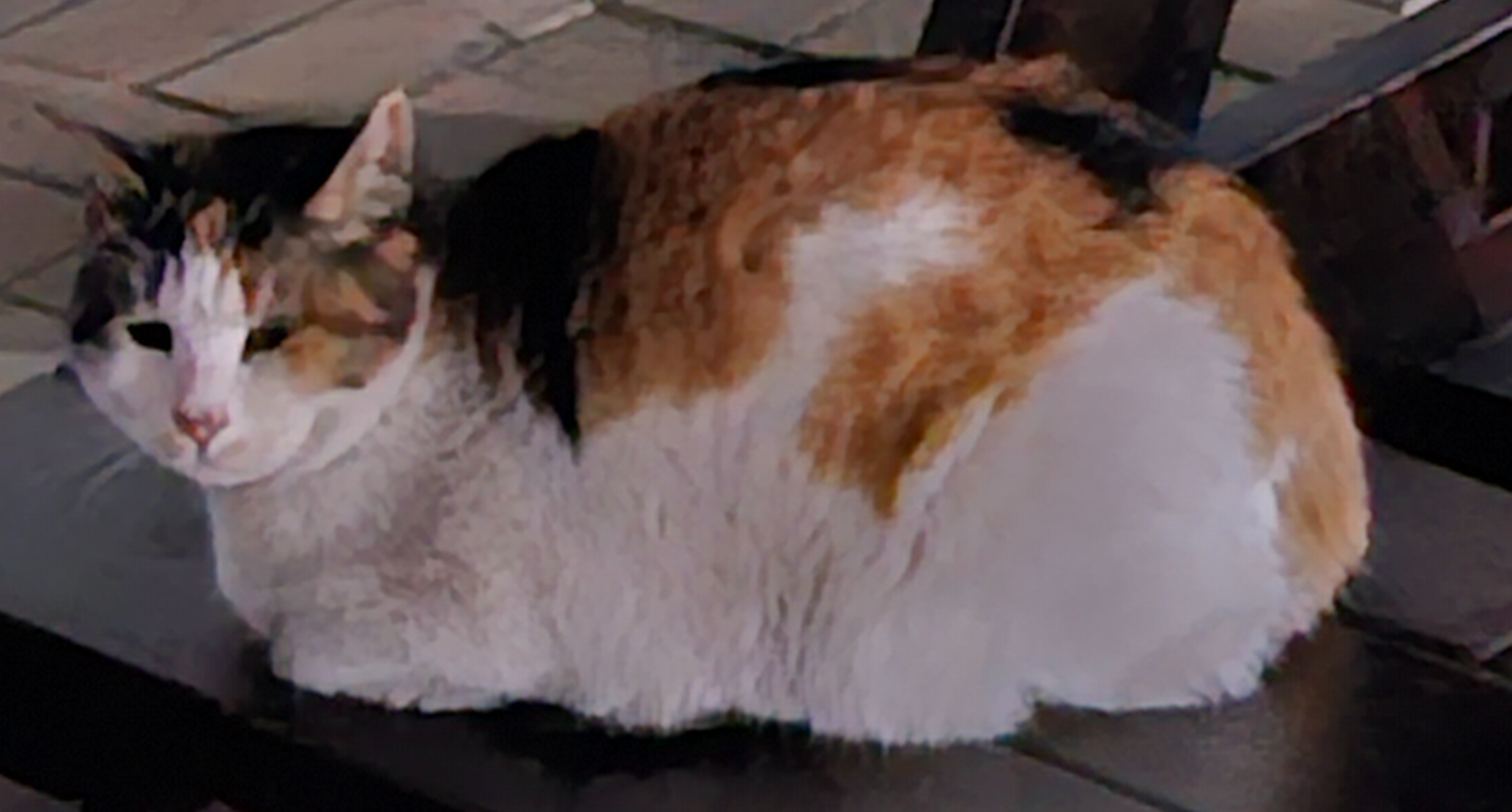 야외 벤치 위에서 쉬고 있는 길고양이, 외출 후 묻을 수 있는 먼지와 알레르기 유발 요소를 상기시키는 장면