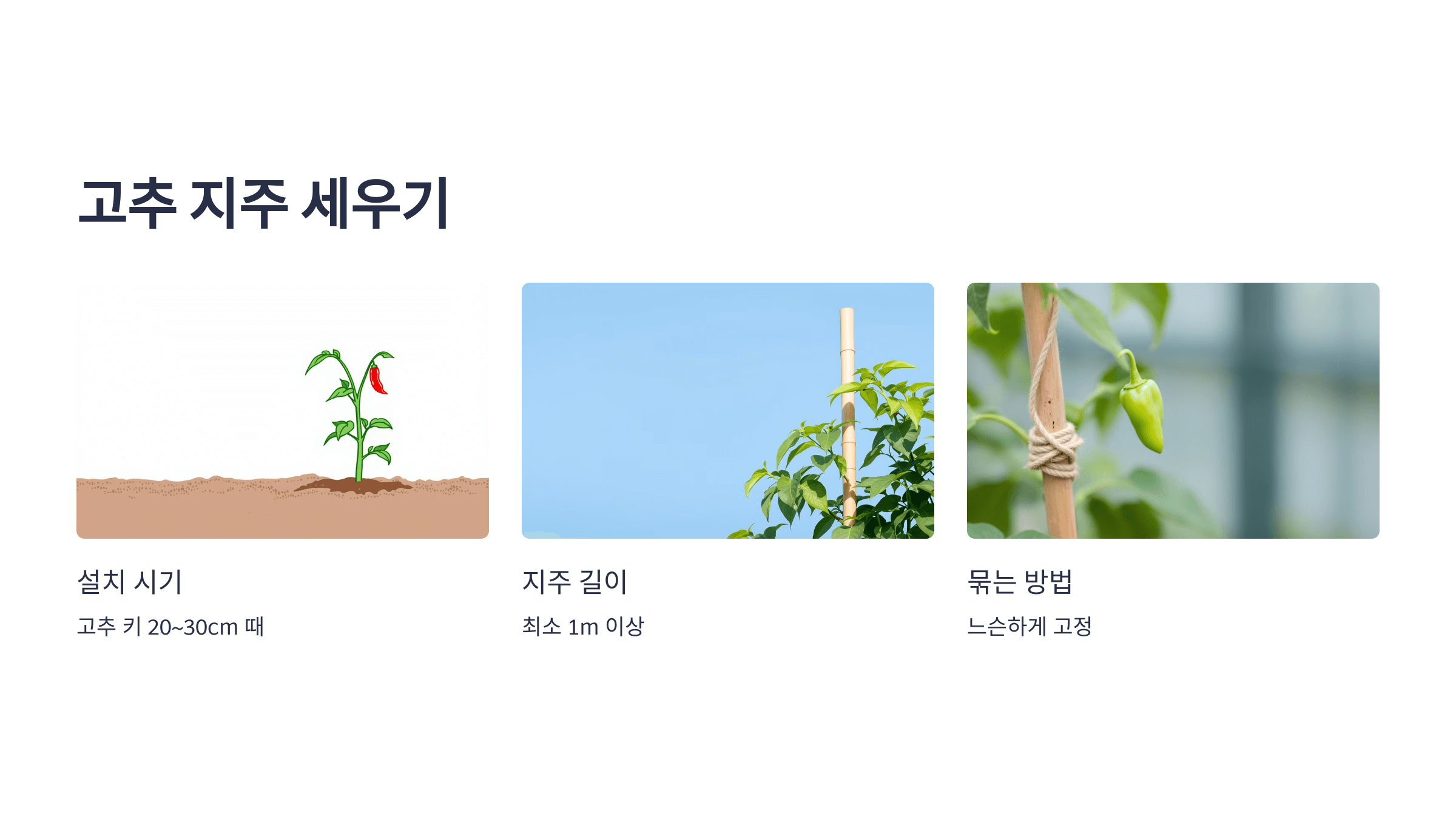 고추 사진입니다.