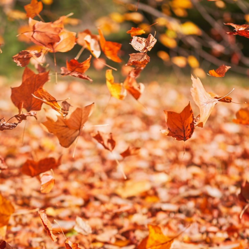 계절의 변화를 세분화한 24 절기 중 '추분' 이해하기