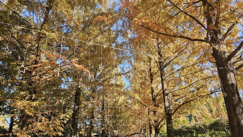 담양 관방제림 & 메타세쿼이어랜드 단풍 절정 실시간 후기 : 이번주 전라남도 가볼만한곳 추천