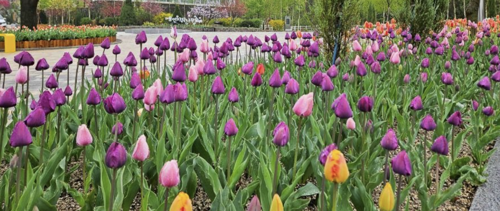 용인자작나무숲 튤립