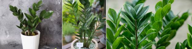 돈 들어오는 식물 금전수