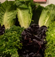 근대 효능과 부작용 나물 먹는법 고르는법 칼로리