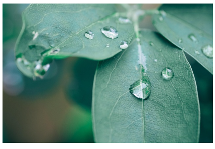 금전수(돈나무) 키우기와 풍수 효과