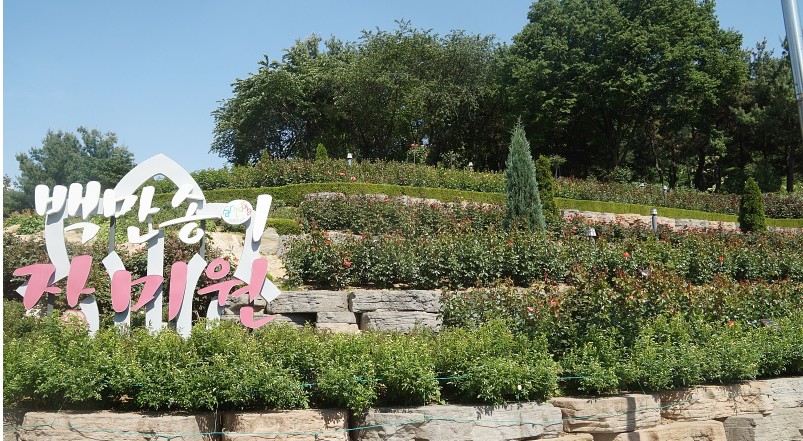 부천-백만송이장미-사진