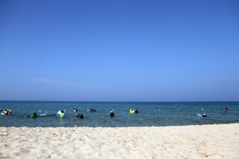 [여름휴가] 반려견과 함께 떠나는 해수욕장 추천 BEST 6