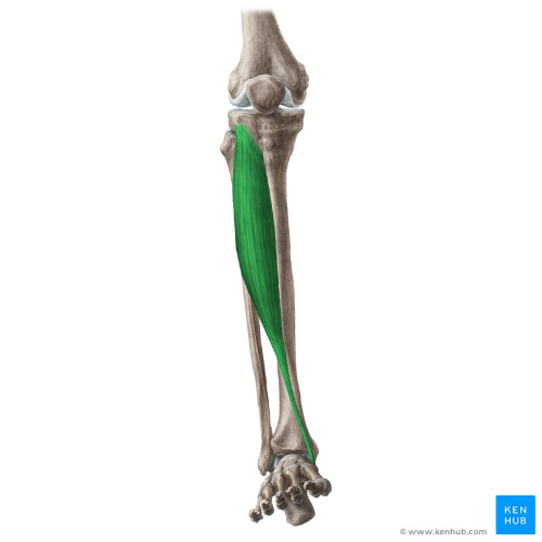 Tibialis Anterior